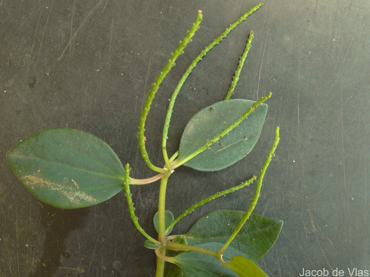 Peperomia leptostachya Hook. & Arn.